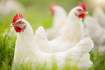 Chicken, farm and grass on field for sustainable production, agriculture growth and food ecology. Poultry farming, animals and birds in countryside for eggs, protein and livestock industry in nature