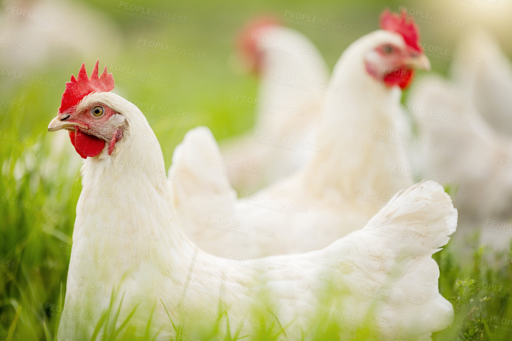 Buy stock photo Chicken, farm and grass on field for sustainable production, agriculture growth and food ecology. Poultry farming, animals and birds in countryside for eggs, protein and livestock industry in nature