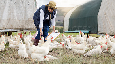 Agriculture, chicken farming and woman with clipboard on free range farm, environment and field. Sustainability, animal care and farmer check poultry birds in countryside, nature or agriculture trade