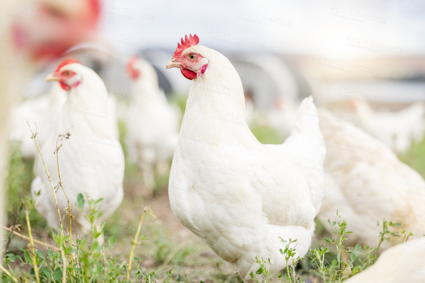 Buy stock photo Chicken farming, animals and background field for sustainable production, agriculture growth and food ecology. Poultry farm, birds and environment in countryside for eggs, protein and land in nature