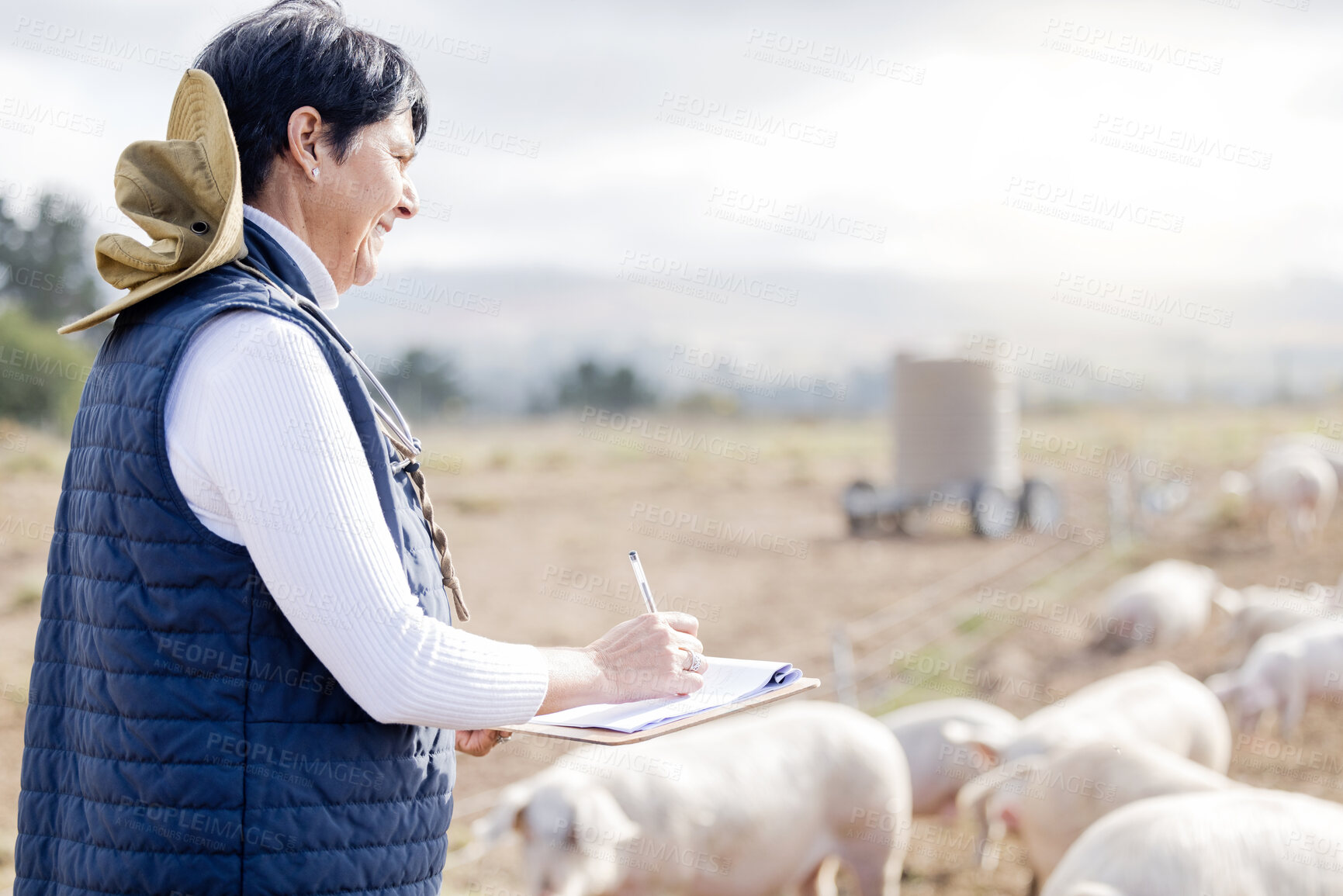 Buy stock photo Farmer, pig or senior woman with checklist for animal wellness inspection on clipboard. Agriculture, healthcare or mature person working in countryside farming bacon meat livestock in pork production