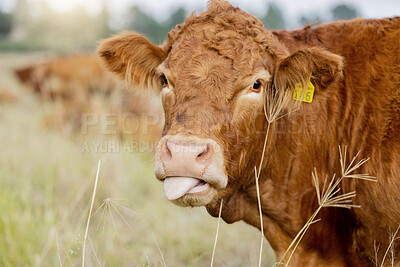 Buy stock photo Farm, cow and tongue with cattle in a field for sustainability, agriculture or organic dairy farming. Nature, industry and grass with an animal in the countryside for the production of meat or milk