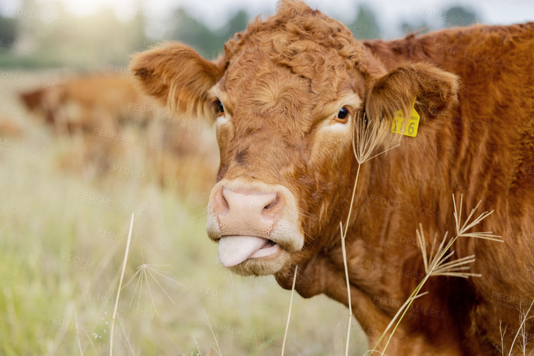 Buy stock photo Farm, cow and tongue with cattle in a field for sustainability, agriculture or organic dairy farming. Nature, industry and grass with an animal in the countryside for the production of meat or milk