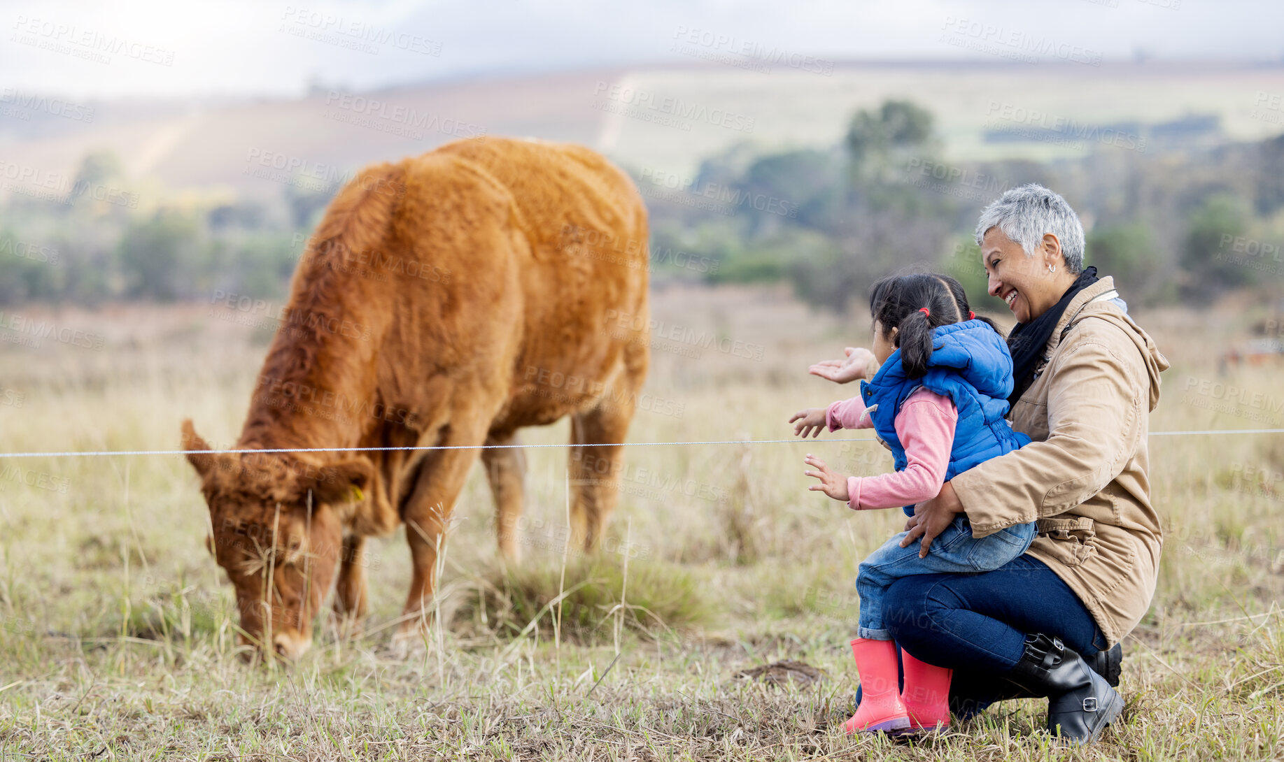 Buy stock photo Cow, looking and child with grandmother on a farm for agriculture, farming and countryside experience. Sustainability, together and girl talking to a senior woman about cattle in a rural village