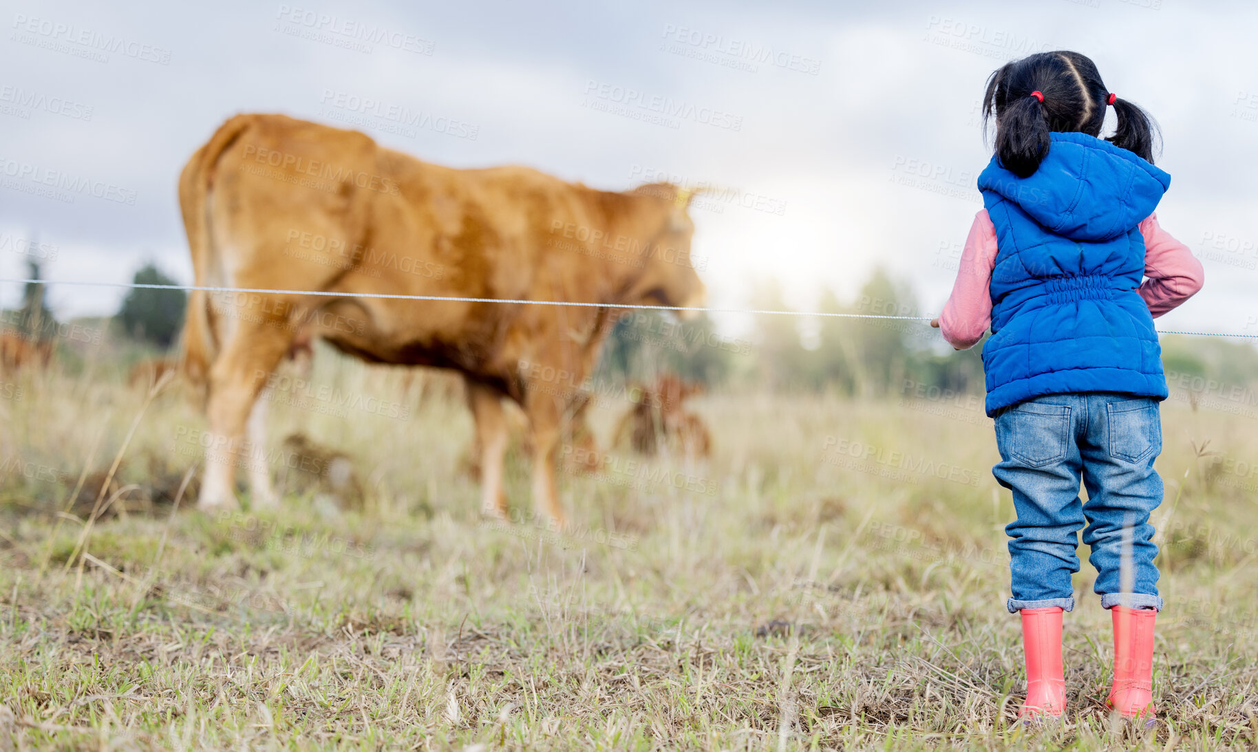 Buy stock photo Agriculture, cow and a girl from the back looking at cattle on an agricultural field for sustainability or dairy farming. Children, farm and livestock with a little kid outdoor alone on a beef ranch