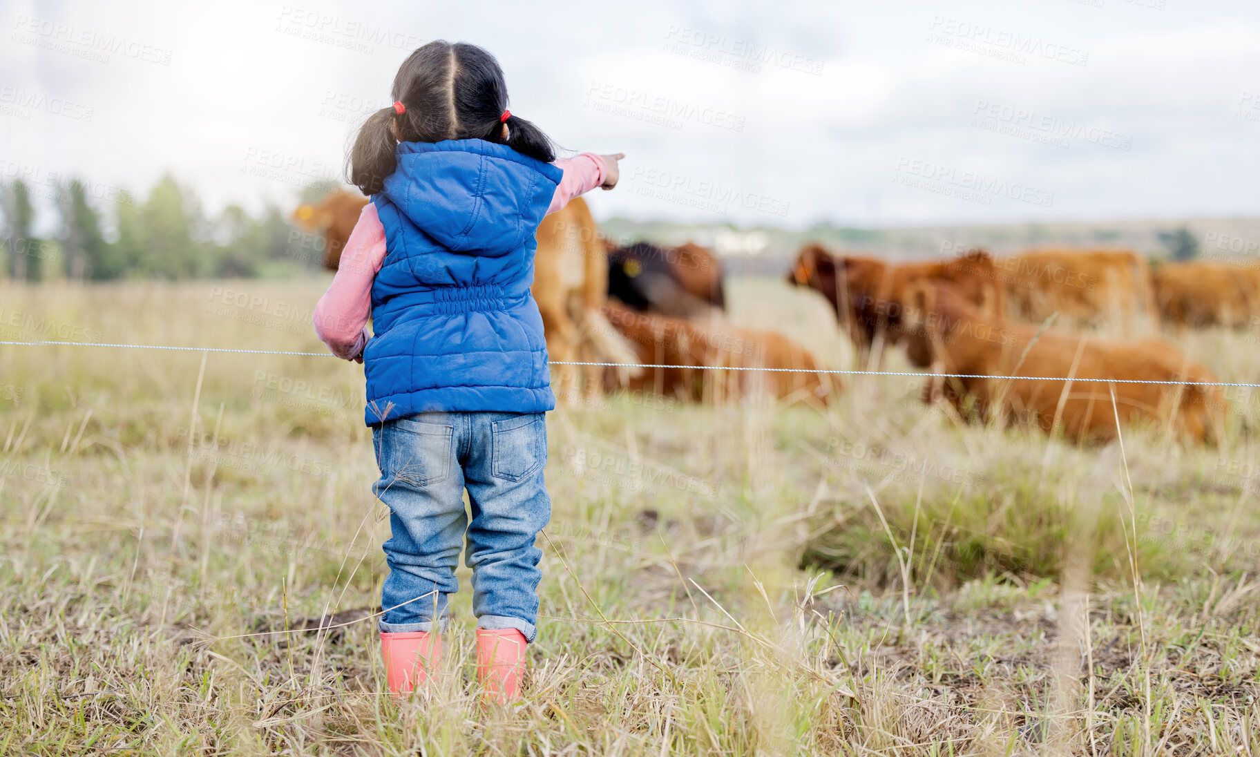 Buy stock photo Farm, cow and a girl from the back looking at cattle on an agricultural field for sustainability or dairy farming. Children, agriculture and livestock with a little kid outdoor alone on a beef ranch