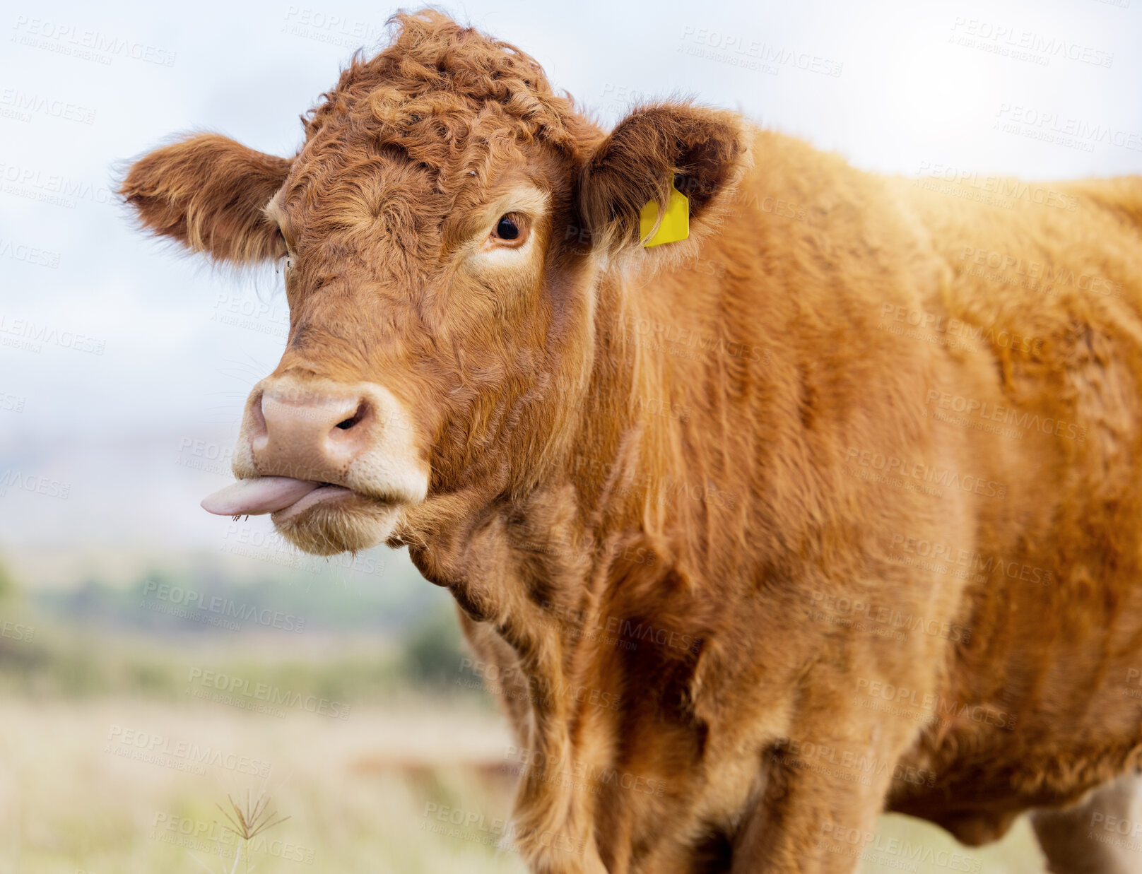 Buy stock photo Cow funny face, countryside and agriculture field with milking and meat cattle outdoor. Sustainability, organic and eco friendly farming for beef production with cows tongue in nature by grass 