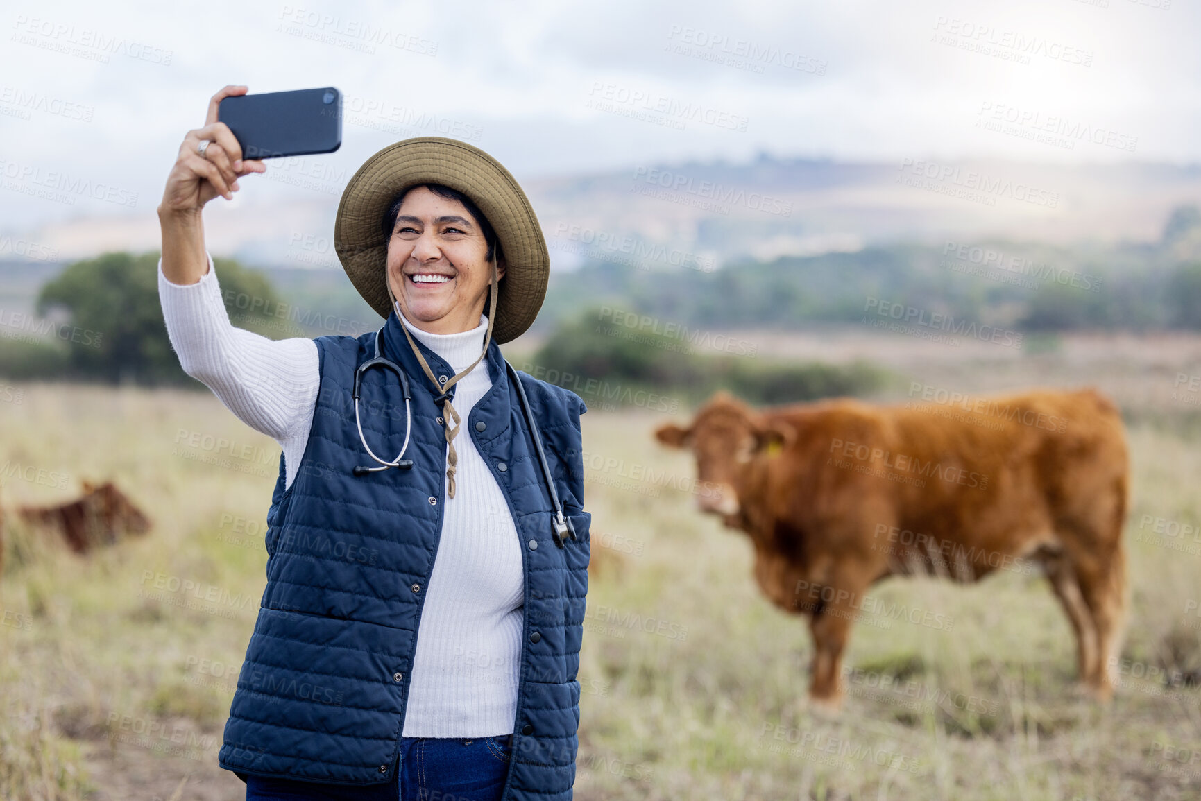 Buy stock photo Cow selfie, vet and countryside cows with a animal healthcare worker on a field. Happiness, mobile and social media streaming of a mature farmer on the grass with cattle for milk production outdoor