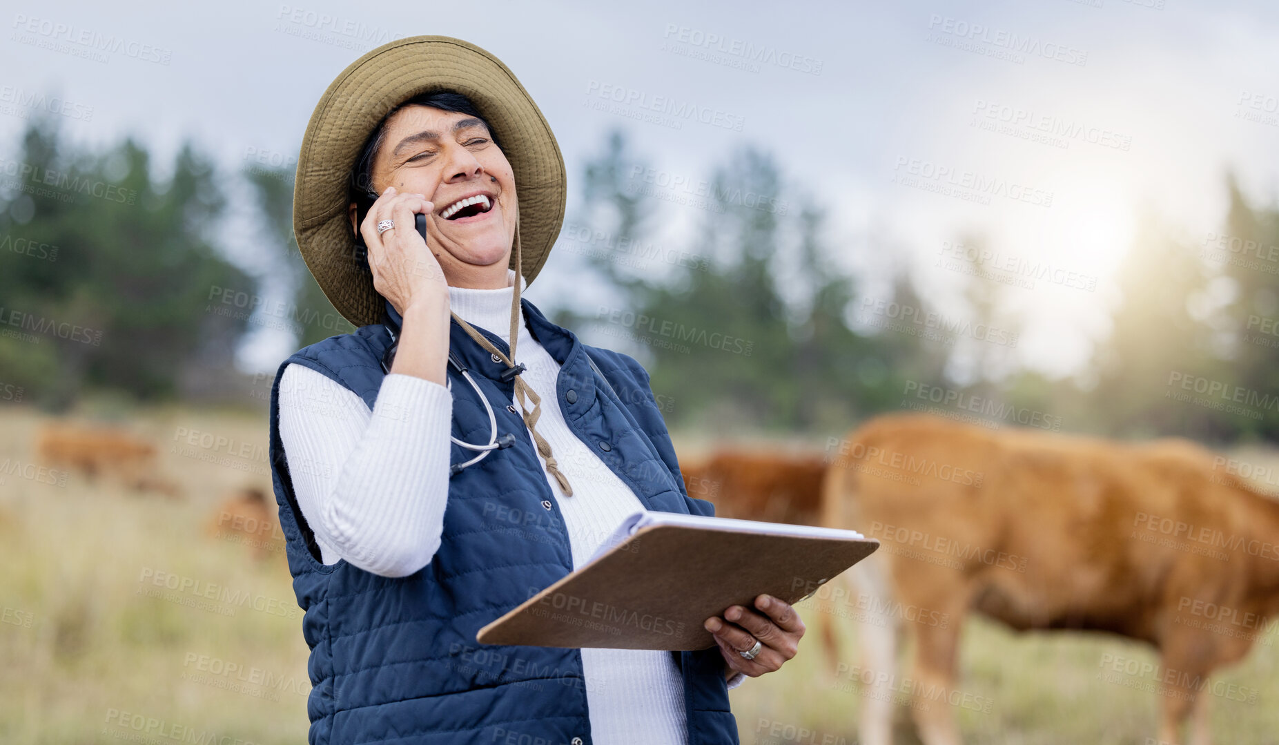 Buy stock photo Veterinarian, phone call or happy woman laughing on farm to check cattle livestock wellness or animals environment. Field, joke or funny senior person networking to protect cows healthcare on barn