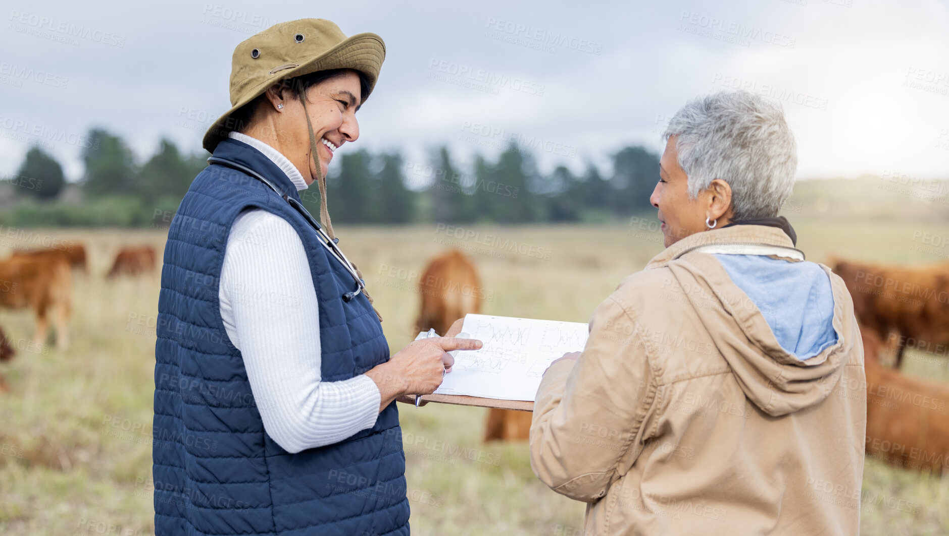 Buy stock photo Cow, farmer or veterinarian writing checklist to monitor animals, livestock wellness or field agriculture. Cattle, senior or happy people working to protect cows healthcare for growth sustainability