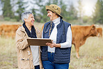Cow, farmers or senior women with checklist on field for meat, beef or cattle food industry inspection. Happy people farming livestock, cows or agriculture animals for milk production and management