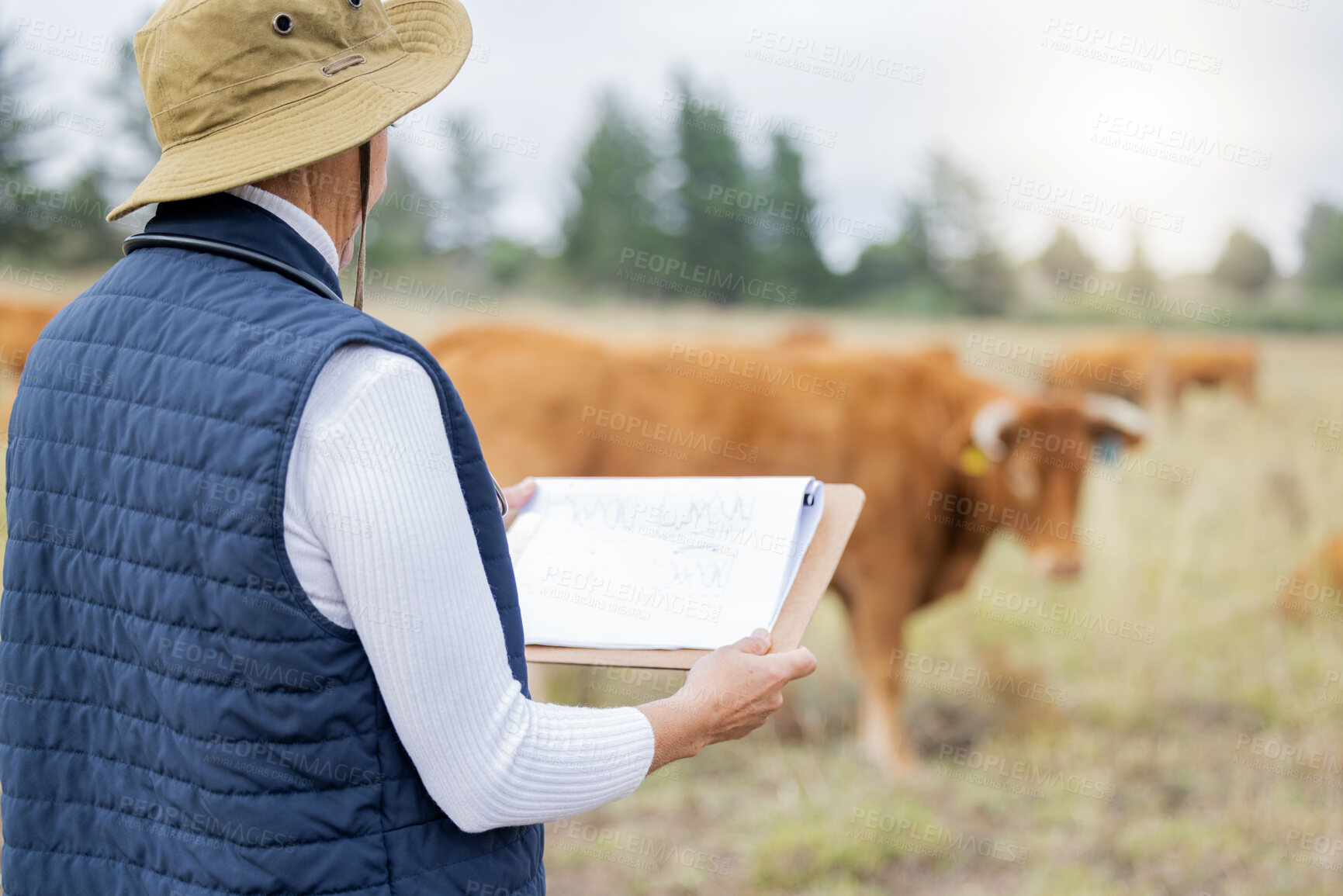 Buy stock photo Farmer, cow or woman with checklist for animals healthcare, wellness or agriculture on grass field. Cattle or senior person working in countryside farming steak meat livestock in beef production