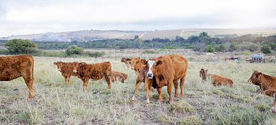 Buy stock photo Cows, countryside and agriculture field with milking and meat cattle outdoor. Sustainability, organic and eco friendly farming for beef production with farm animals in grass landscape in nature