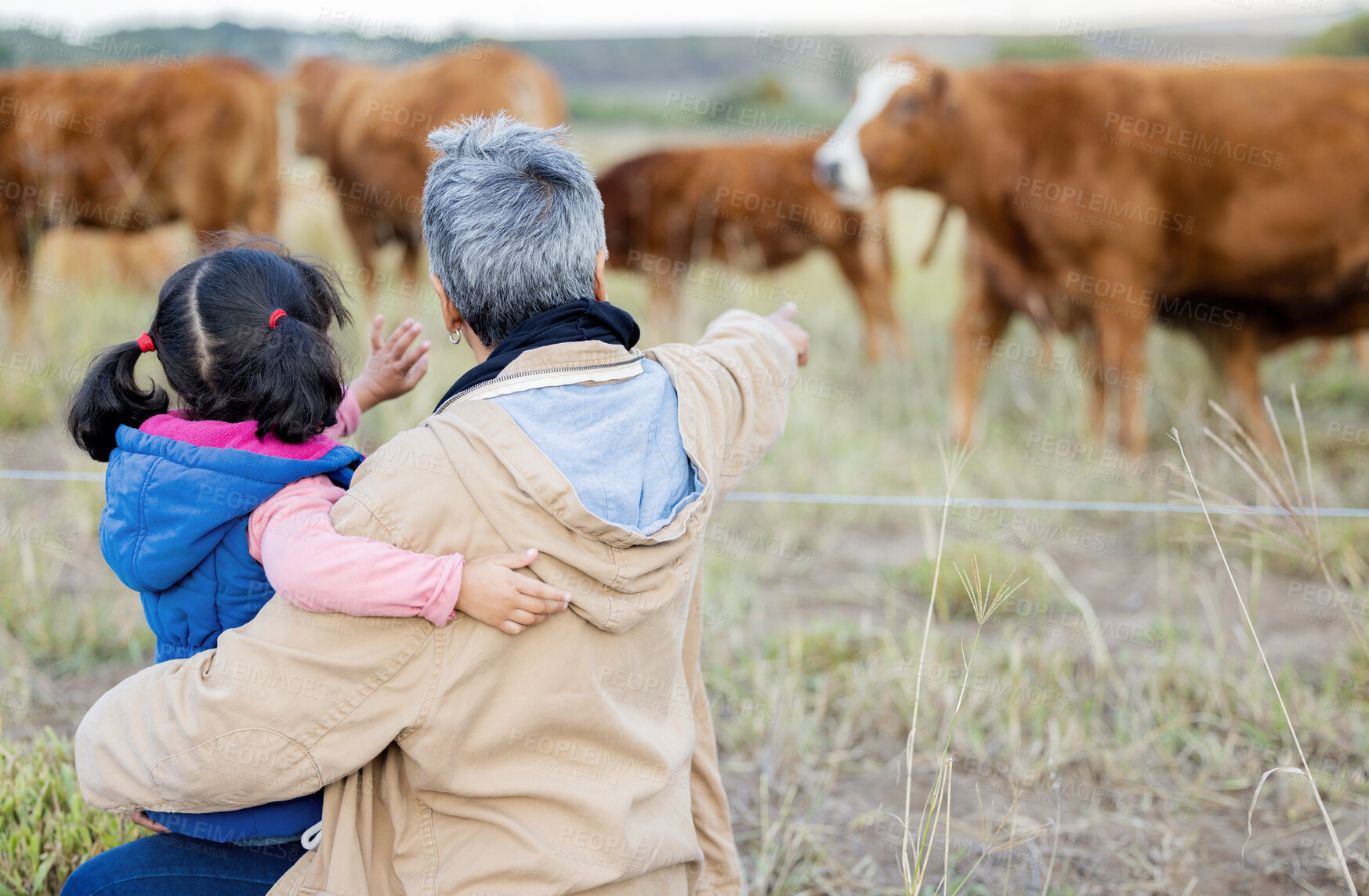 Buy stock photo Grandmother, girl back and cows on a walk with kid and senior woman in the countryside. Outdoor field, grass and elderly female with child on a family farm on vacation with happiness and fun 