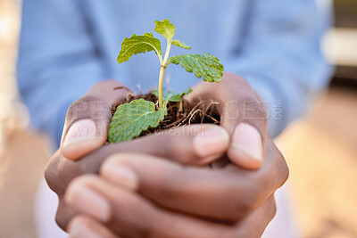 Hands, person and holding plants for, earth day, future sustainability and climate change. Closeup, growth and leaf in soil for hope, environment and sand of nature, planet and ngo volunteer support