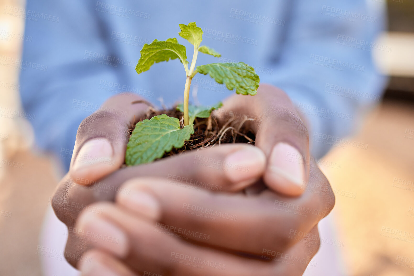 Buy stock photo Hands, person and holding plants for, earth day,  future sustainability and climate change. Closeup, growth and leaf in soil for hope, environment and sand of nature, planet and ngo volunteer support