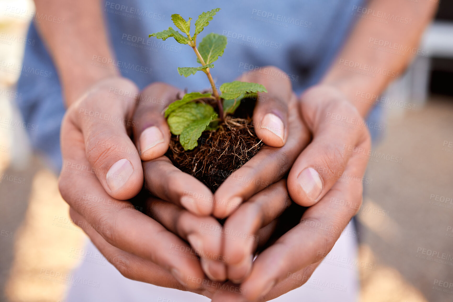 Buy stock photo Plants, hands and people in teamwork, community and earth day for support, sustainability and climate change. Closeup, growth and holding soil, sand and spring leaf in nature, environment ngo or hope