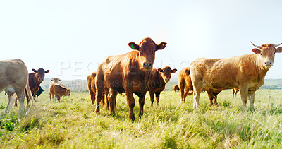 Farm, nature and cow field in countryside with peaceful animals eating and relaxed in sunshine. Livestock, farming and cattle for South Africa agriculture with green grass in pasture landscape.
