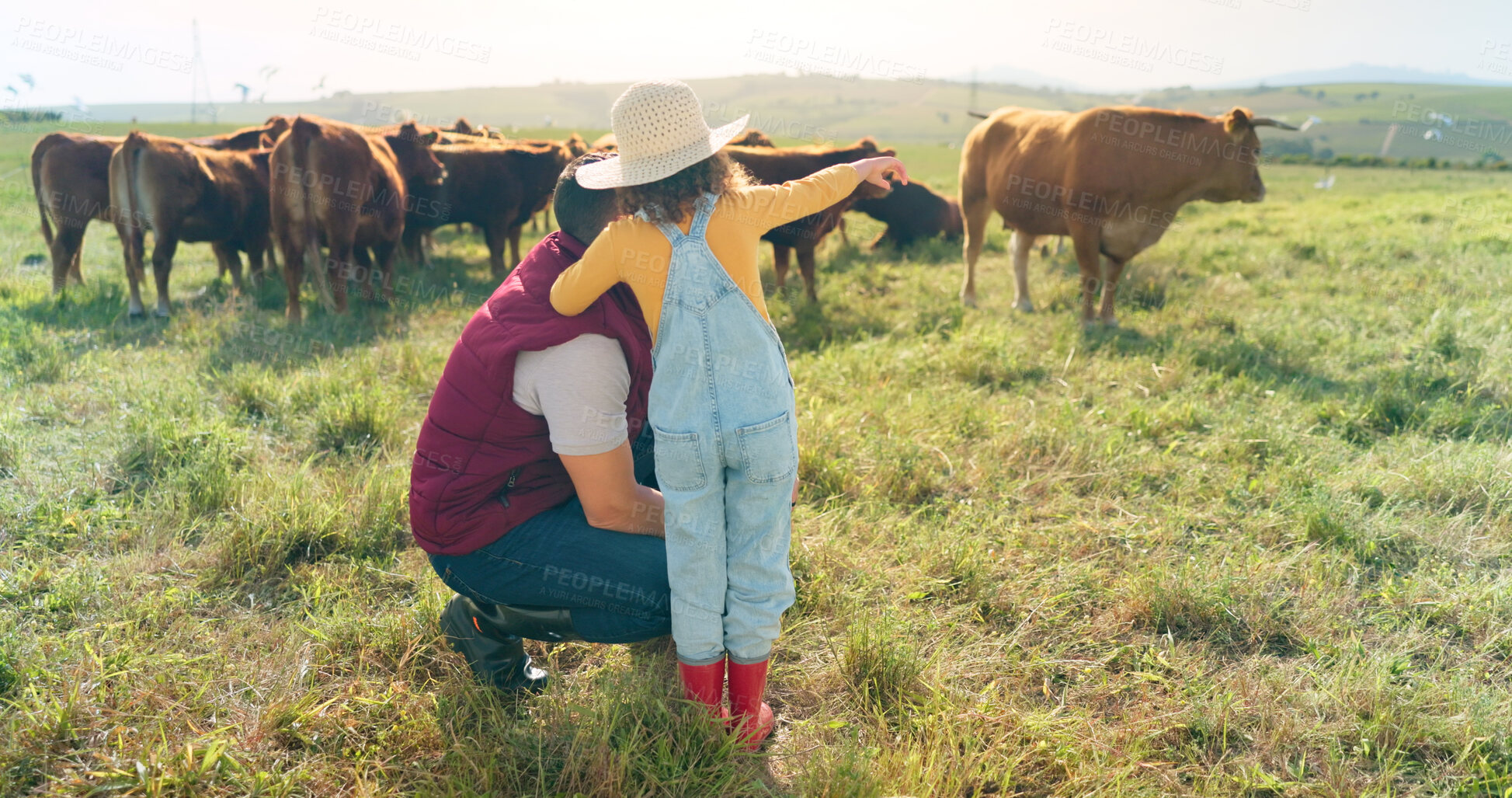 Buy stock photo Cattle in field, dad pointing and child in agro farming in countryside, love and happy in nature together. Family farm, small business and father with girl on grass with cows, view and agriculture.