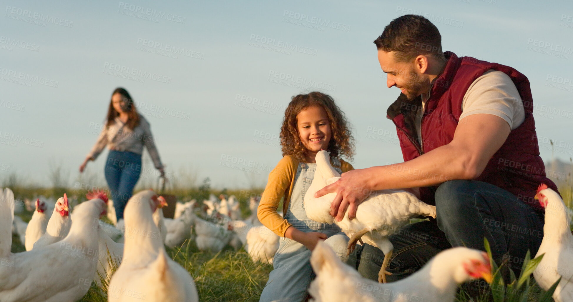 Buy stock photo Agriculture, relax and chicken with family on farm for sustainability, environment and livestock industry. Sunset, nature and love with parents and child in countryside field for animals and learning