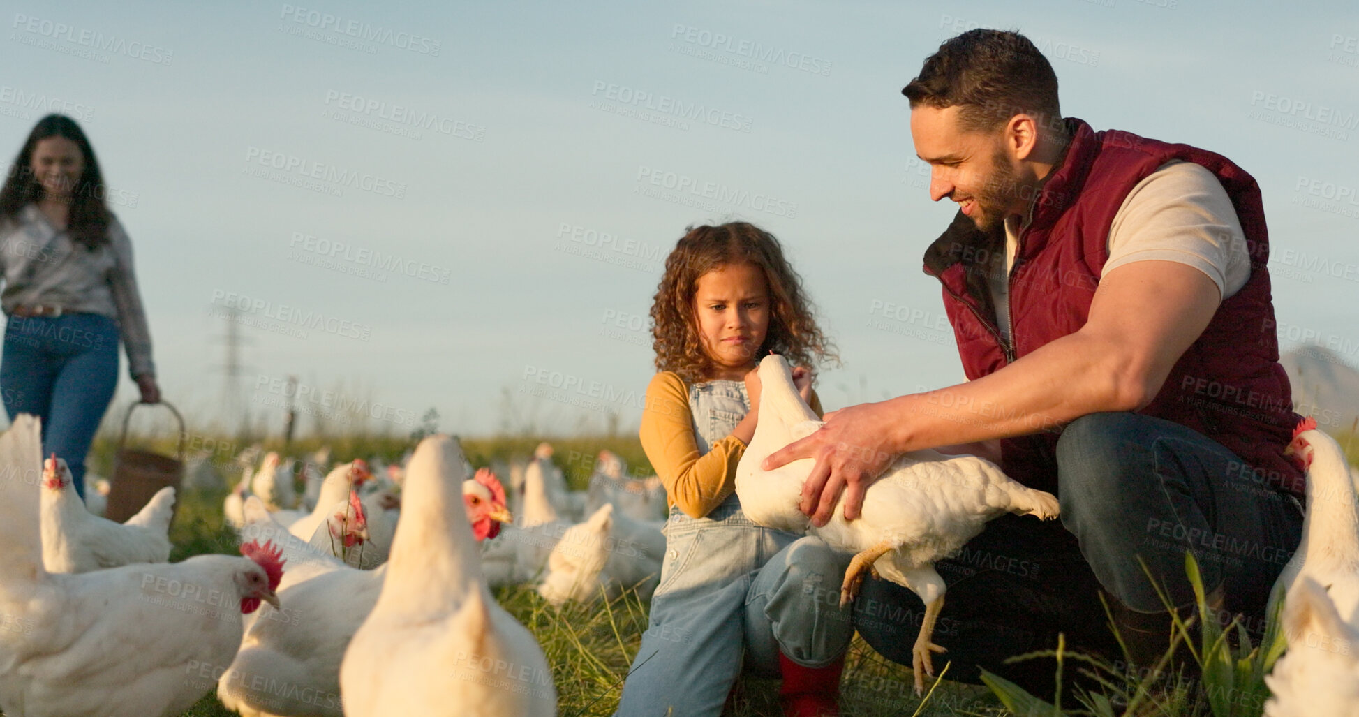 Buy stock photo Agriculture, learning and chicken with family on farm for sustainability, environment and livestock industry. Happy, nature and love with parents and child in countryside field for animals and health