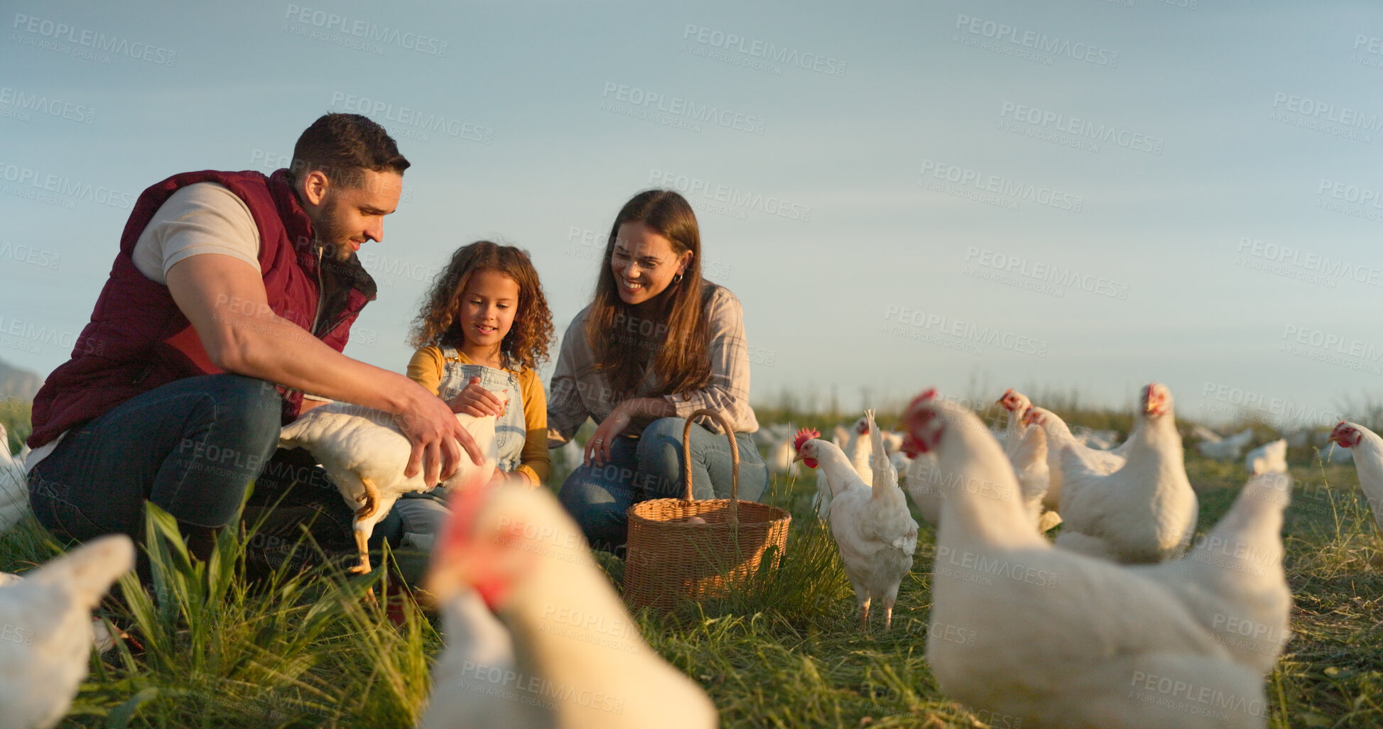 Buy stock photo Parents, girl and care with chicken, farm and happy with box for food, sustainability and talk in sunshine. Father, mother and daughter with poultry, countryside and environment with love for birds