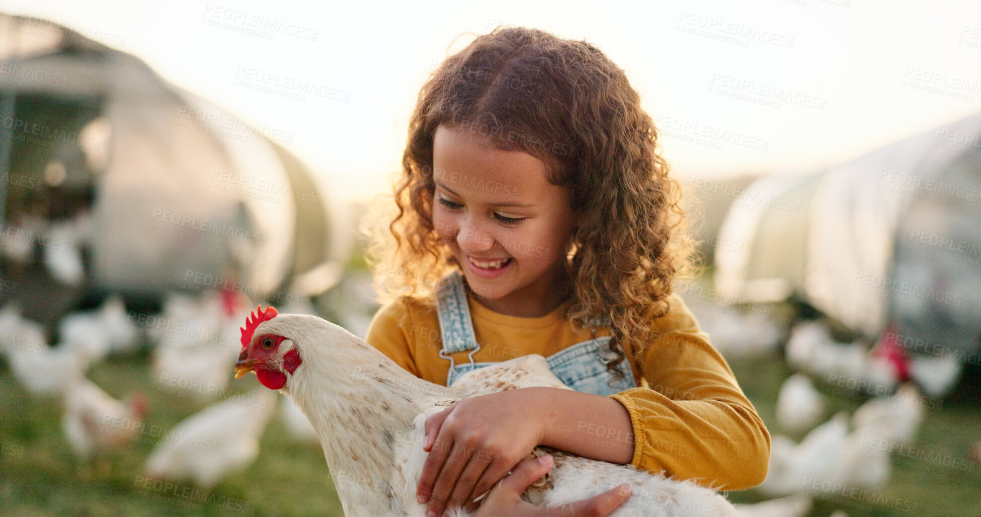 Buy stock photo Girl child, chicken and farming with happiness, livestock and sustainability, agro business with animal and nature in countryside. Kid smile, bird and agriculture with organic poultry and environment