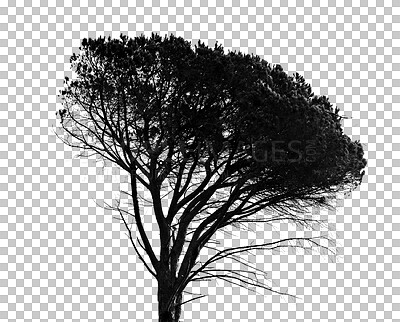 Buy stock photo Tree, monochrome and png plant in black agriculture silhouette of a forest with big branches during spring. Ecology, sustainability and a natural environment isolated or as a transparent background