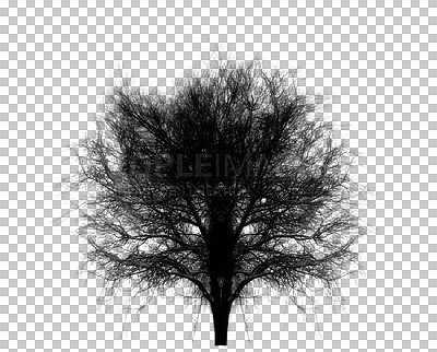 Buy stock photo Nature, silhouette and isolated tree on transparent background with branches, shadow and bare for winter. Forest, trees and agriculture for ecology, sustainability and natural environment