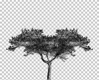 Buy stock photo Creative growth, tree or ecology on isolated transparent background in nature garden or spring forest with big branches. Sustainable plants, black design or natural environment in png sustainability