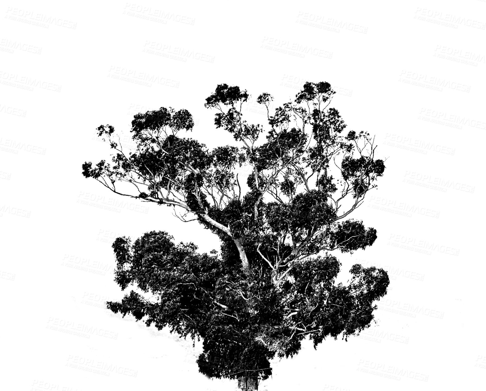Buy stock photo Nature, silhouette and isolated tree on transparent background with branches, shadow and bare for winter. Forest, trees and agriculture for ecology, sustainability and natural environment