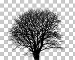 A bare tree, leafless branches in a cold winter or autumn with dry plants in nature. Ecology, sustainability and natural environment, season or climate change on an isolated png or cut out background
