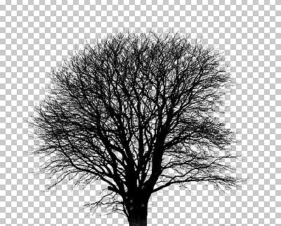 Buy stock photo Bare tree, branches silhouette or nature isolated in transparent ecology or black woods. Sustainability, eco friendly black design or natural environment season or climate change on png background