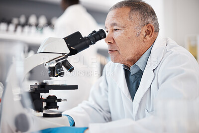 Buy stock photo Science, laboratory and senior scientist with microscope for research, medical study and analytics. Healthcare, biotechnology and old man with sample for experiment, vaccine development and medicine