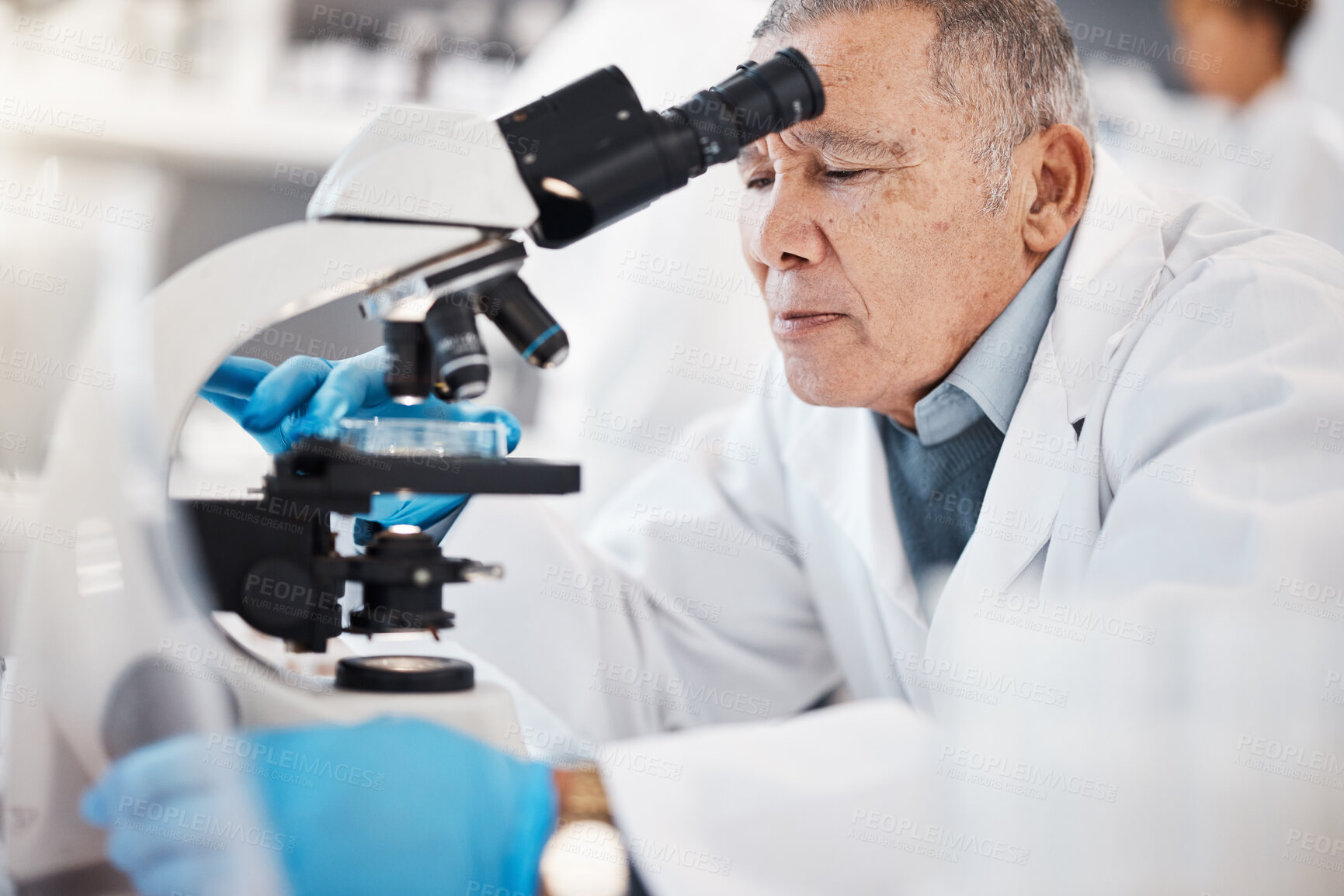 Buy stock photo Science, laboratory and senior man with microscope for research, medical study and analytics. Healthcare, biotechnology and old scientist with sample for experiment, vaccine development and medicine