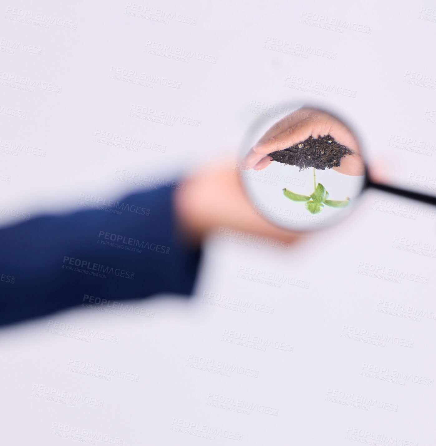 Buy stock photo Magnifier and focus on sustainability with magnifying glass in search of alternative solution or analyzing plant and soil. Hands, person and sustainable expert studying eco friendly produce in studio