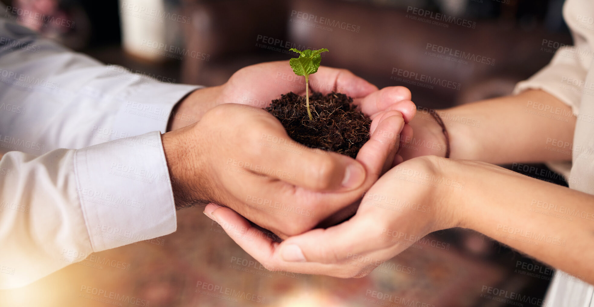 Buy stock photo Plant in people or partner hands for business growth, eco friendly development and sustainability in green startup. Woman and man palm, teamwork and sapling soil and sustainable investment or support