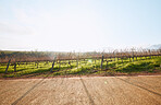 Vineyard landscape, farm and road in nature with sky background, mockup space and sunshine. Street, outdoor and summer in countryside, farm and growth with sustainability, development and mock up