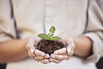 Hands, seedling and woman with business growth for startup company, investment and accountability. Soil, plant and development with start, hope and entrepreneurship for goal, sustainability or future