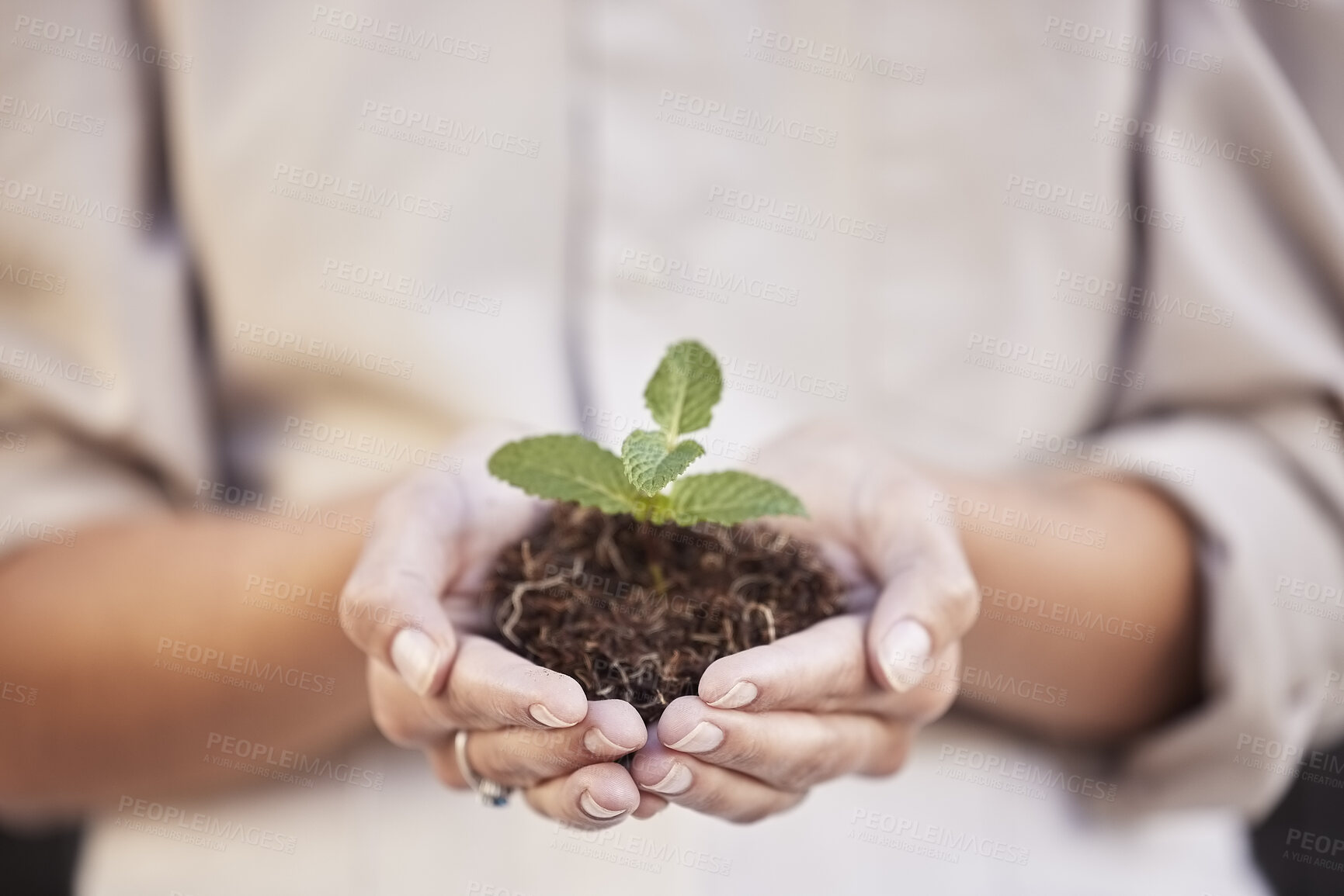 Buy stock photo Hands, seedling and woman with business growth for startup company, investment and accountability. Soil, plant and development with start, hope and entrepreneurship for goal, sustainability or future