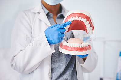 Tooth mold, dentures and hands of dentist for medical care, dentistry and dental service in clinic. Healthcare, hygiene and woman pointing to mouth model for oral health, teeth cleaning and cavity