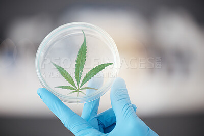 Buy stock photo Medical science, cannabis and plant in hand of scientist with a petri dish for biology and medicine. Expert person in laboratory with marijuana or cbd leaf for healthcare, research or sustainability