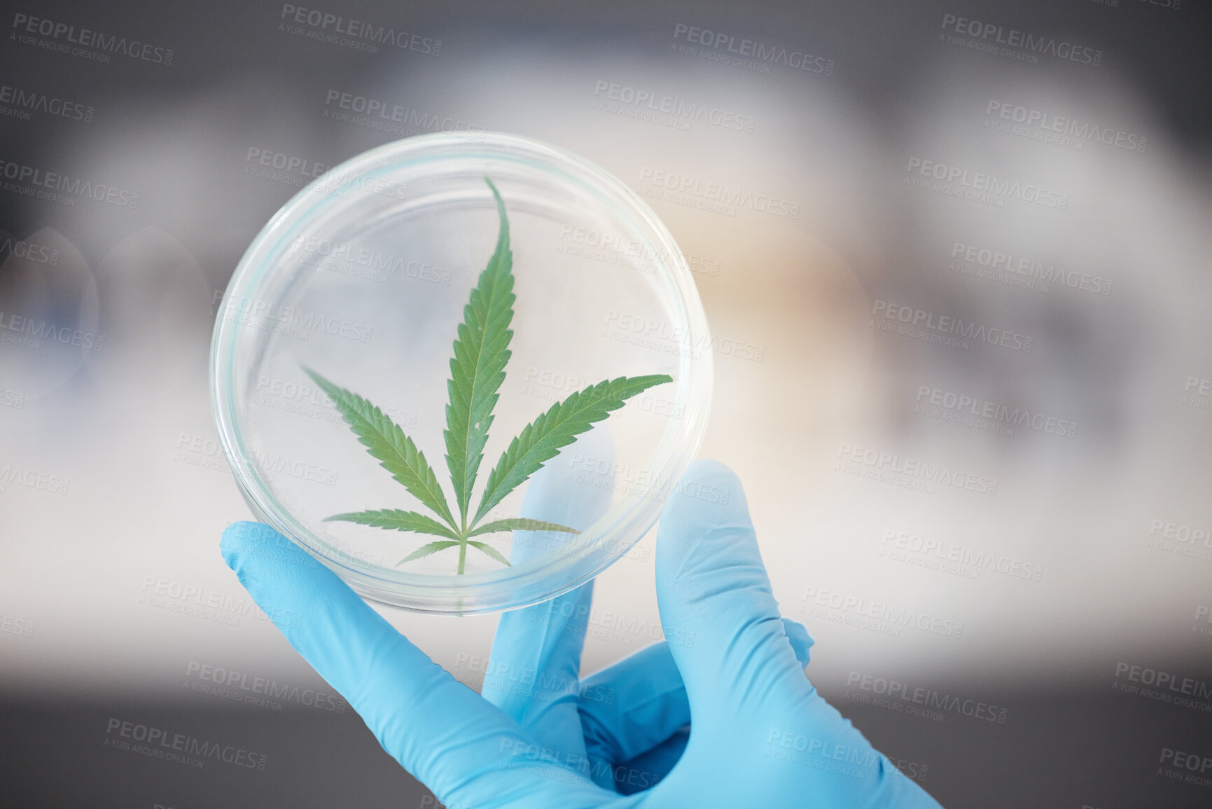 Buy stock photo Medical science, cannabis and plant in hand of scientist with a petri dish for biology and medicine. Expert person in laboratory with marijuana or cbd leaf for healthcare, research or sustainability