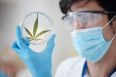 Buy stock photo Medical cannabis, science and leaf in hand of scientist with a petri dish for biology and medicine. Expert man in laboratory with marijuana or cbd plant for healthcare, research or sustainability