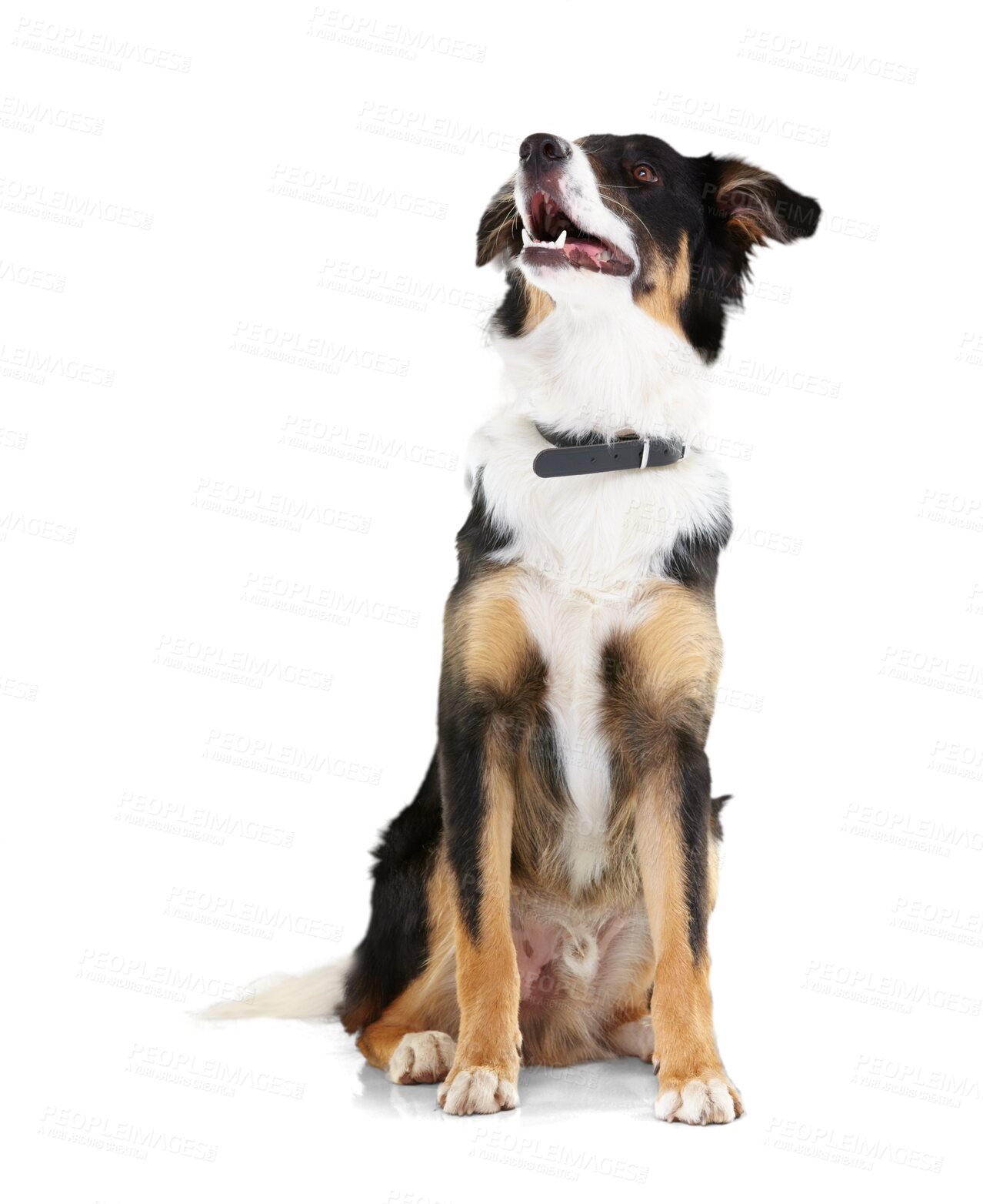 Buy stock photo Border collie, pet animal and relax dogs sitting with attention, listening to command or dog training obedience. Loyalty pets, animals and furry canine isolated on a transparent, png background