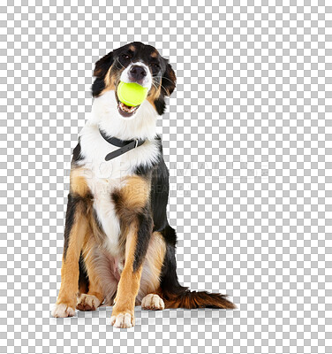 https://photos.peopleimages.com/picture/202304/2809451-border-collie-dog-and-playing-with-ball-in-studio-isolated-on-a-png-background-and-mockup.-dogs-happy-animals-and-tennis-ball-toys-of-cute-pets-playing-on-studio-background-fun-game-and-waiting-for-fit_400_400.jpg