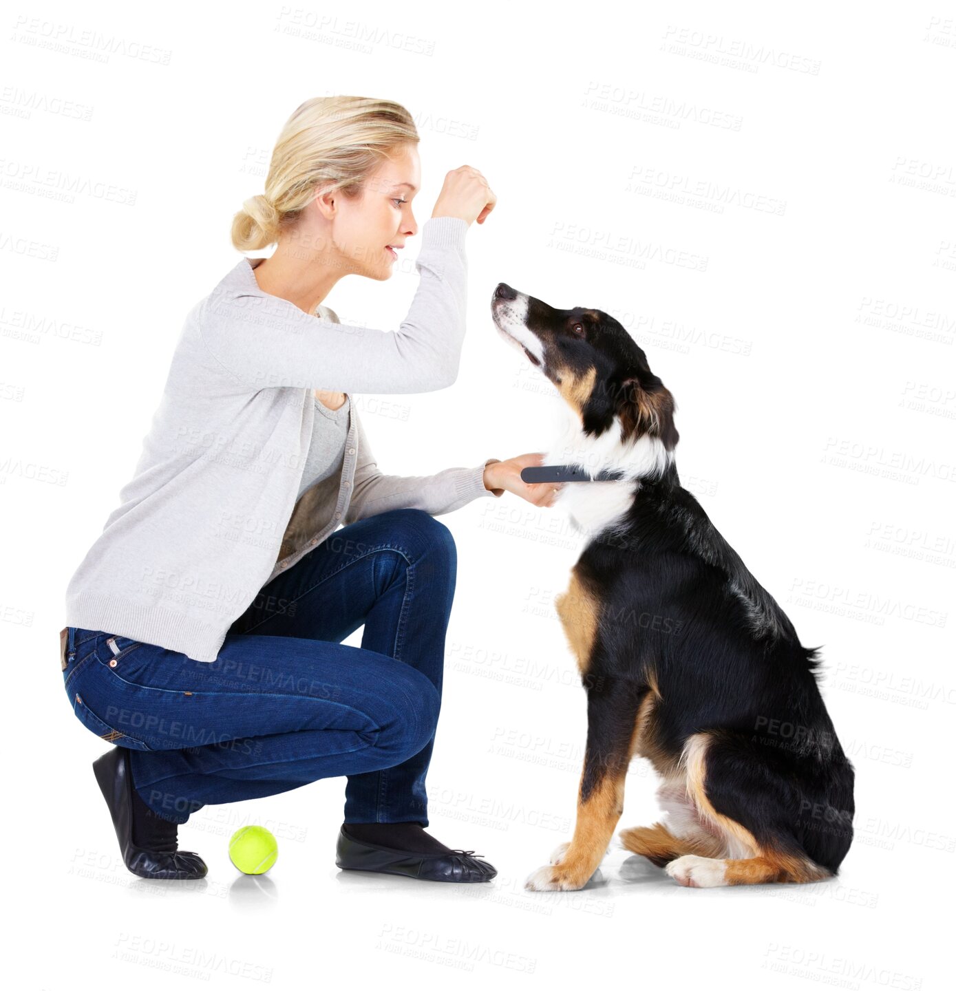 Buy stock photo Woman, dog training with treat and tennis ball, learning obedience and focus isolated on transparent png background. Animal trainer with love, care and reward, girl teaching pet to sit with snacks.