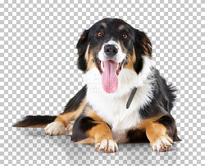 Buy stock photo Portrait, border collie and dog with tongue out relax on floor with no people on isolated, transparent and png background. Face, animal and calm puppy resting, curious and sweet, playful and chilling