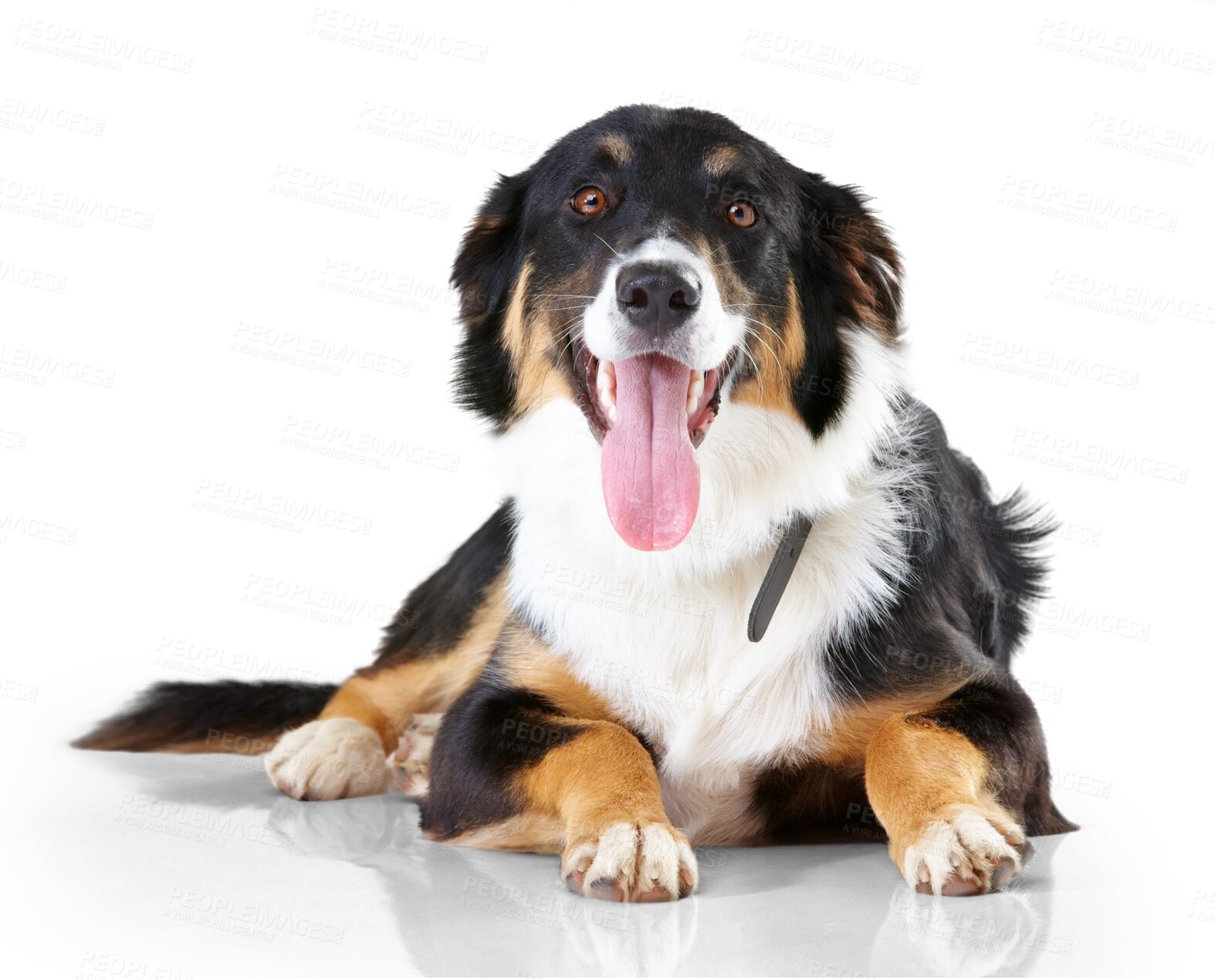 Buy stock photo Portrait, border collie and dog with tongue out relax on floor with no people on isolated, transparent and png background. Face, animal and calm puppy resting, curious and sweet, playful and chilling