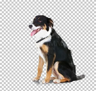 Buy stock photo Dog, tongue out and border collie relax and calm on isolated, transparent and png background. Pet, puppy and sweet animal sitting, waiting and watching in behavior training, playing and command